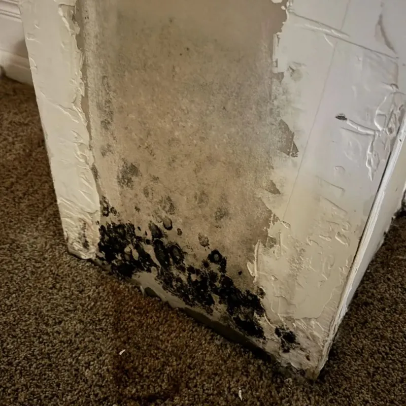Professional Mold Removal in Bettendorf, IA